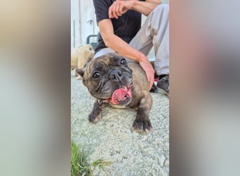 Zwei Frenchies suchen zusammen ihr Glück