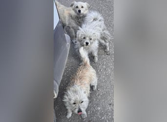 PIP - möchte sich zu einem treuen Begleiter entwickeln!