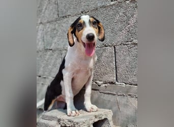 Dino ❤️ aufgeweckter, lieber Traumhund