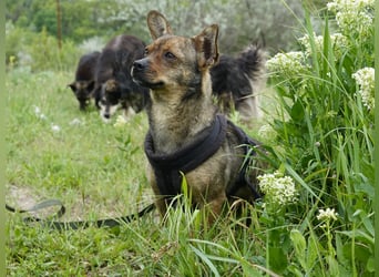 Kleine Gina sucht ein verständnisvolles Zuhause