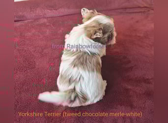 Chocoberry YT u. Biro YT, mit Ahnenpaß aus kleiner Zuchtstätte