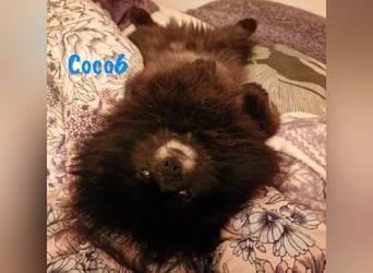 Coco6 09/2019 (in Deutschland) - Pomeranian Zwergspitz Mix sucht verantwortungsvolle Menschen!