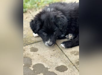 Australian Shepherd Welpen in  Black Bi