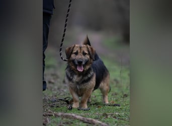 Lui – entspannter Dackel-Mix sucht sein Glück!