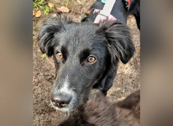 Bluey - eher ein Frauenhund