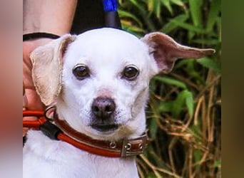 Crystal, Mix Pinscher / Chihuahua, lieb und verträglich