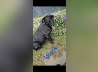 Presa Canario x Cane Corso 
