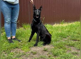 Lupin, geboren 01.12.2023, 60cm sucht seine Aufgabe