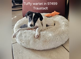 Tuffy wartet in 97499 Traustadt