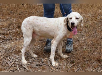 Marcel,  Setter-Mix, lieb und sozial