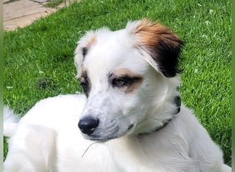 Englisch-Setter-Mix Welpe (Tierschutz)