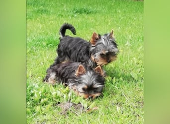Yorkshire-Terrier Welpe Rüde sofort abgabebereit