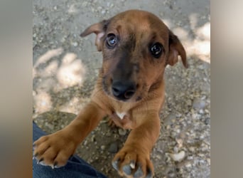 FRIEDA - DACKELWELPE SUCHT ZUHAUSE