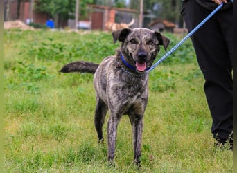 Benito, Mix Labrador / Rafeiro Alentejano, lieb und sozial