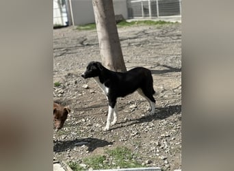 Zauberhafte Kayla ist bereit!