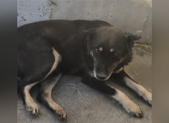 Notfall Gnadenplatz gesucht