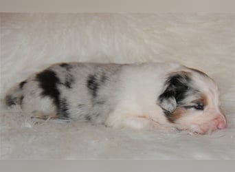 Australian Shepherd Welpen mit Pedigree