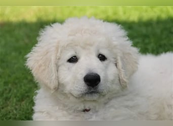 Kuvasz Welpen - Zucht - vom Crystal Diamonds - Mitglied im VDH/ FCI.