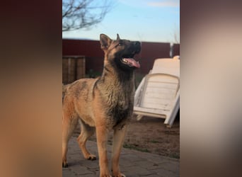 Ivo VI – Kluger, aktiver Malinois-Rüde sucht erfahrenes Zuhause mit Köpfchen
