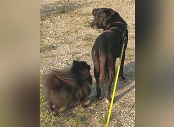 Liebenswerter Bean sucht seine Menschen