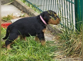 Airedale Terrier Welpen aus VDH Zucht