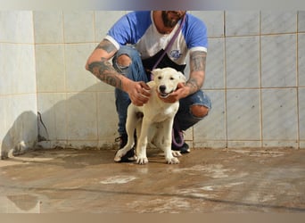 Pipa, unglaublich herzige Rasselbande sucht ihr Glück