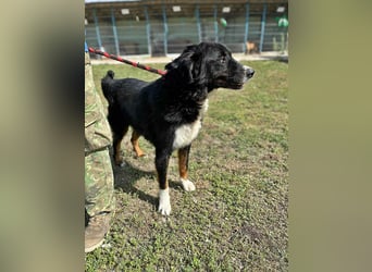 Jack (2) sucht einen Gnadenplatz