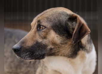 ROBI❤️zauberhafter, lieber Hundejunge, zurückhaltend und sozial