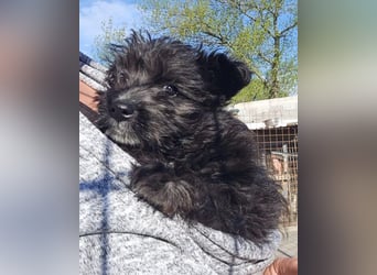 Lulu ❤️ kleines, liebes Yorki-Mix Mädchen
