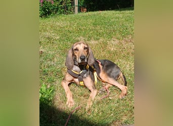 Jo:  Traumhund für Segugio-Freunde