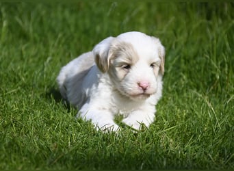 traumhaft hübscher Tibet Terrier Welpen aus erfahrender Zucht  sind geboren dürfen im Juni ausziehen