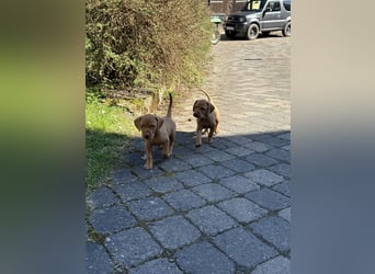 Wunderschöner reinrassiger Vizsla Welpe