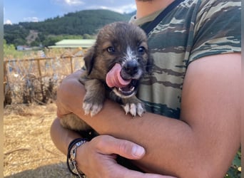Tito – kleiner Held sucht sein Zuhause!
