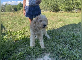 Jackline, süße Briard Hündin sucht …..