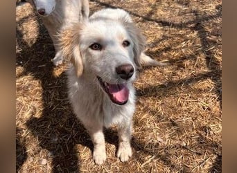 BUBBLES - Hunde-Teenagerin auf Familiensuche!