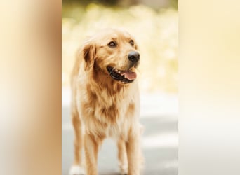 Milo Dark Golden Retriever Rüde katzenverträglich sucht erfahrenes Zuhause