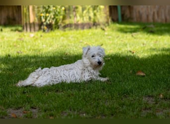 Bess, fröhlicher Westhighland White Terrier Welpe, geb. 2025