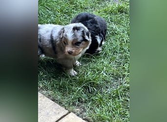 BernerSenne/ Australian Shepard