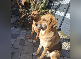 Sanfter Riese sucht sein Zuhause
