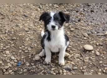 Neugieriger EDISON ist verspielt und liebt kuscheln