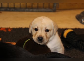 Unsere bildhübschen, vitalen Labradorwelpen sind gelandet!