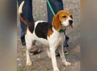 Gina, Beagle