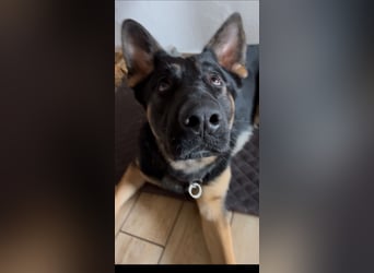 Lieber Schäferhund Rüde