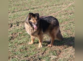 Ein Bärchen an Hündin, MALINA. Einfach nur lieb! SEHR menschenbezogen, ausgeglichen und lieb