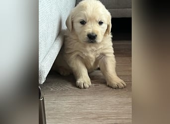 Golden Retriever Welpen abzugeben