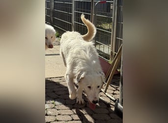 Die hübsche FIDES sucht ein liebevolles Zuhause