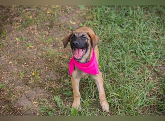 Chip 245967: Hundekind sucht ein Zuhause