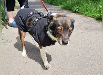 ♥KARLO♥ auf Pflegestelle bei Köln - süßer, verschmuster, dankbarer dreibeiniger Schatz 46 cm