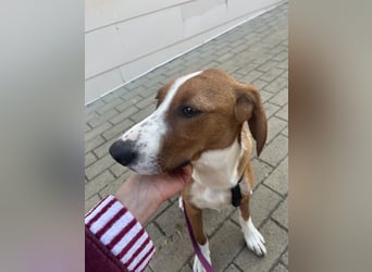 Valentina – Lebensfreude auf vier Pfoten sucht aktives Zuhause