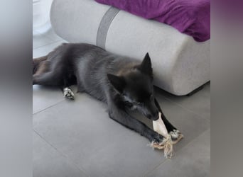 Kiara eine intelligente wunderhübsche